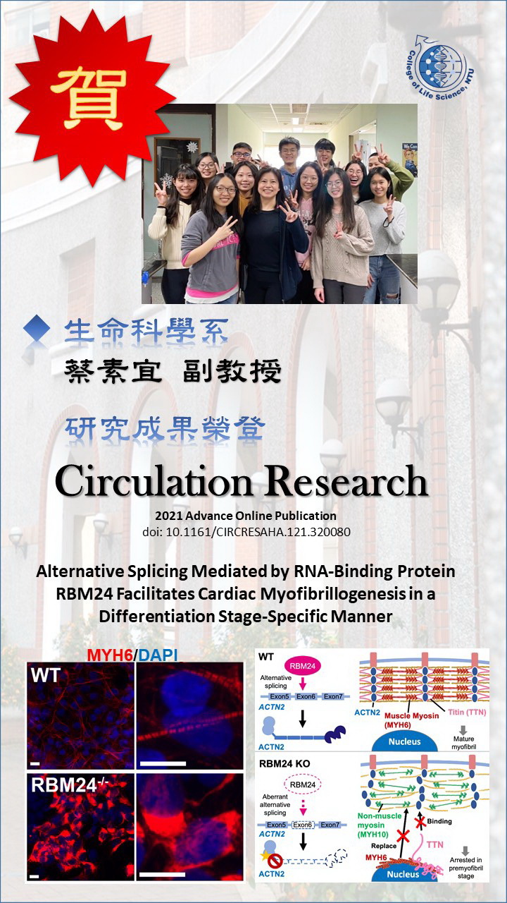 本校生命科學系蔡素宜副教授研究團隊發現心臟剪接因子對肌節形成的分子機制 成果榮登國際知名期刊 Circulation Research